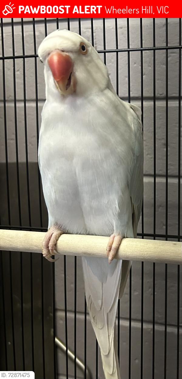 Lost Female Bird last seen Leatherwood Crescent & Meadowbrook drive, between Brandon Park and Wheelers Hill Shopping Centres, Wheelers Hill, VIC 3150