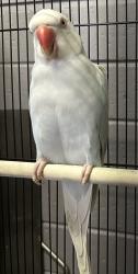 Lost Female Bird last seen Leatherwood Crescent & Meadowbrook drive, between Brandon Park and Wheelers Hill Shopping Centres, Wheelers Hill, VIC 3150