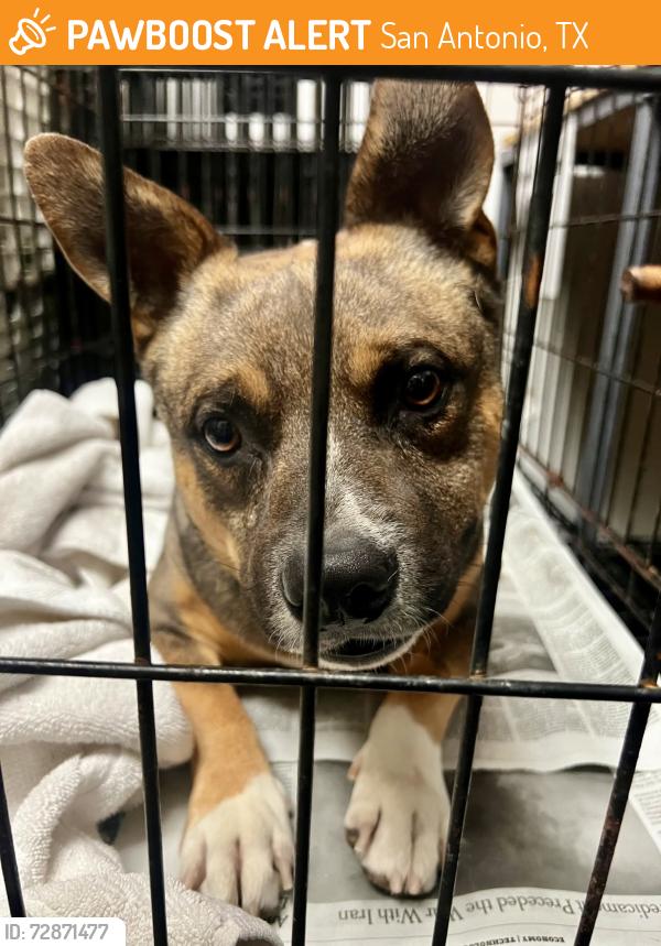 Found/Stray Male Dog last seen Woodlawn Lake , San Antonio, TX 78228