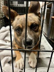 Found/Stray Male Dog last seen Woodlawn Lake , San Antonio, TX 78228