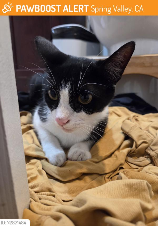 Found/Stray Male Cat last seen Osage St. And San Miguel St., Spring Valley, CA 91977