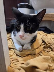 Found/Stray Male Cat last seen Osage St. And San Miguel St., Spring Valley, CA 91977