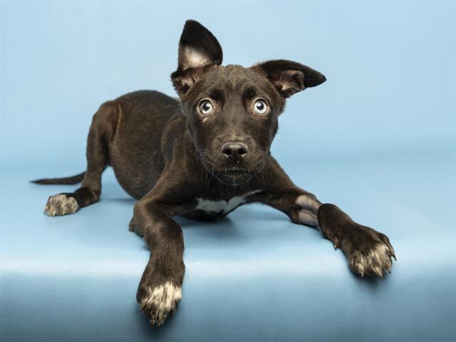 Shelter Stray Female Dog last seen SALOME HWY - COURTHOUSE, Phoenix, AZ 85008