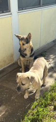 Reunited Female Dog last seen centerwood ct, San Jose, CA 95148