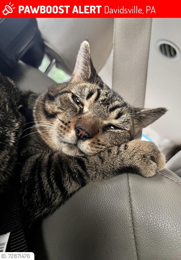 Lost Male Cat last seen Carpenters park RD, Davidsville, PA 15928