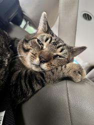 Lost Male Cat last seen Carpenters park RD, Davidsville, PA 15928