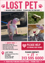 Lost Female Dog last seen erson , Detroit, MI 48205