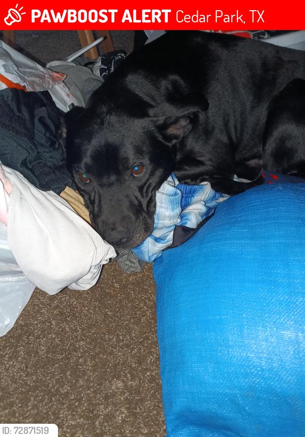 Lost Male Dog last seen New Hope and  Lakeline, Cedar Park, TX 78613