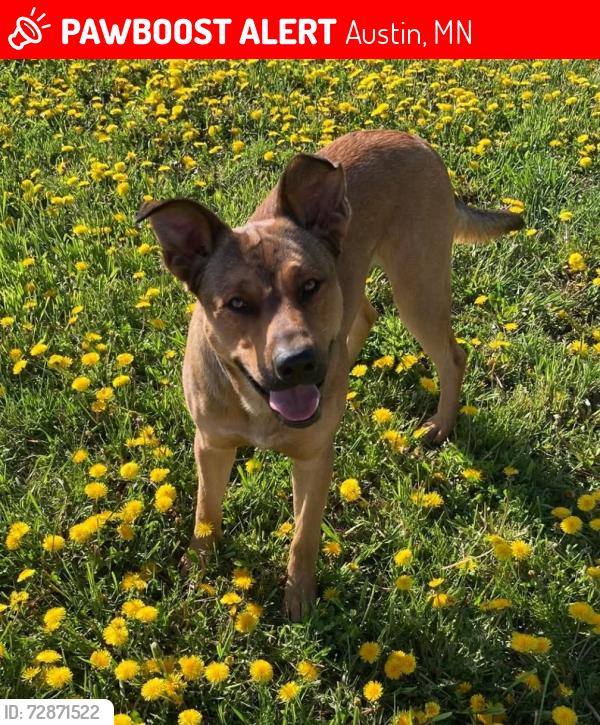 Lost Male Dog last seen Tremble's, Austin, MN 55912
