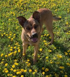 Lost Male Dog last seen Tremble's, Austin, MN 55912