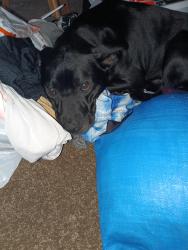 Lost Male Dog last seen New Hope and  Lakeline, Cedar Park, TX 78613