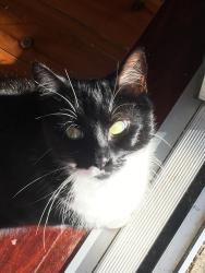 Lost Male Cat last seen Fitzgerald Avenue, Beatty Street, Byng Street, Anzac Parade, Mons Avenue, Maroubra, NSW 2035