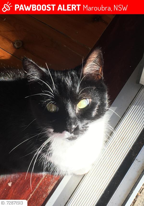 Lost Male Cat last seen Fitzgerald Avenue, Beatty Street, Byng Street, Anzac Parade, Mons Avenue, Maroubra, NSW 2035