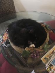 Lost Male Cat last seen Near SE 24th ave Cape Coral, Cape Coral, FL 33990