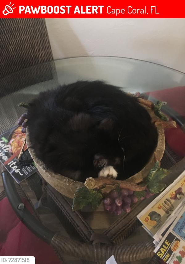 Lost Male Cat last seen Near SE 24th ave Cape Coral, Cape Coral, FL 33990