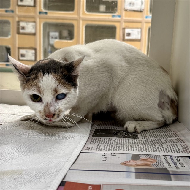 Shelter Stray Female Cat last seen Near BLOCK BUCHANAN ST, RIVERSIDE, CA, Jurupa Valley, CA 92509
