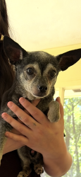 Found/Stray Male Dog last seen Hey 54/Corinth Rd, Corinth Rd, GA 30238