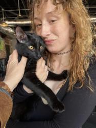 Lost Male Cat last seen Near bar and grill in Schenectady , Schenectady, NY 12305