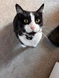 Reunited Unknown Cat last seen hses , Mission Viejo, CA 92692