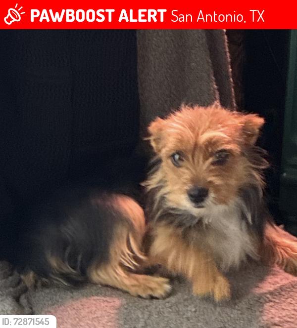 Lost Female Dog last seen Rosewood Ave and Brad Ave , San Antonio, TX 78201