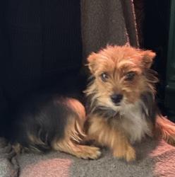 Lost Female Dog last seen Rosewood Ave and Brad Ave , San Antonio, TX 78201