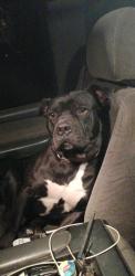 Lost Male Dog last seen Vfw road stigler , Stigler, OK 74462