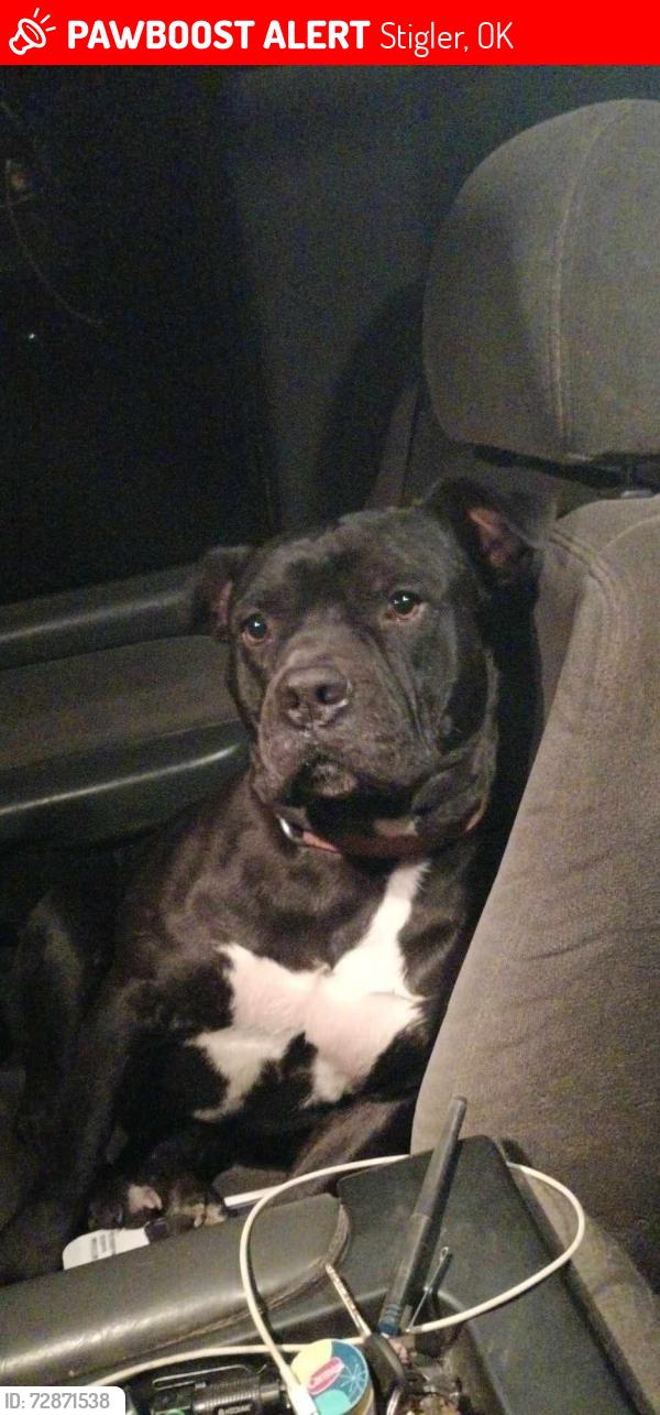 Lost Male Dog last seen Vfw road stigler , Stigler, OK 74462