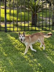 Found/Stray Male Dog last seen Rolke Rd & South Dr, Houston, TX 77099