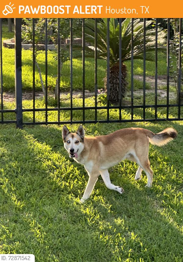 Found/Stray Male Dog last seen Rolke Rd & South Dr, Houston, TX 77099