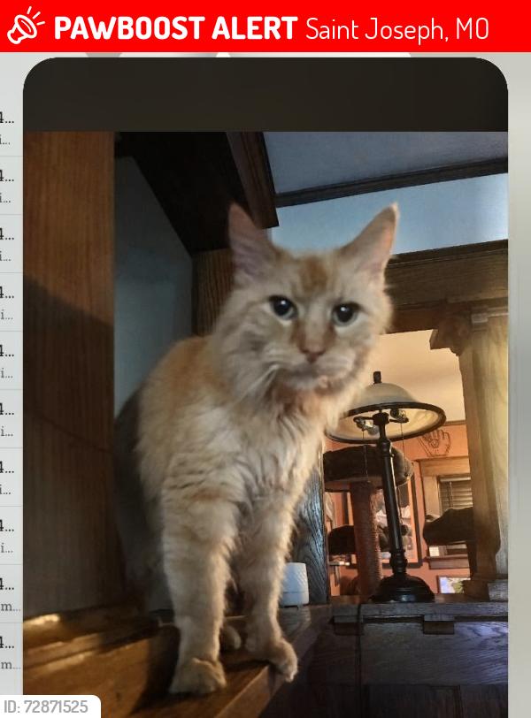 Lost Male Cat last seen So 27th and Duncan Street , Saint Joseph, MO 64507
