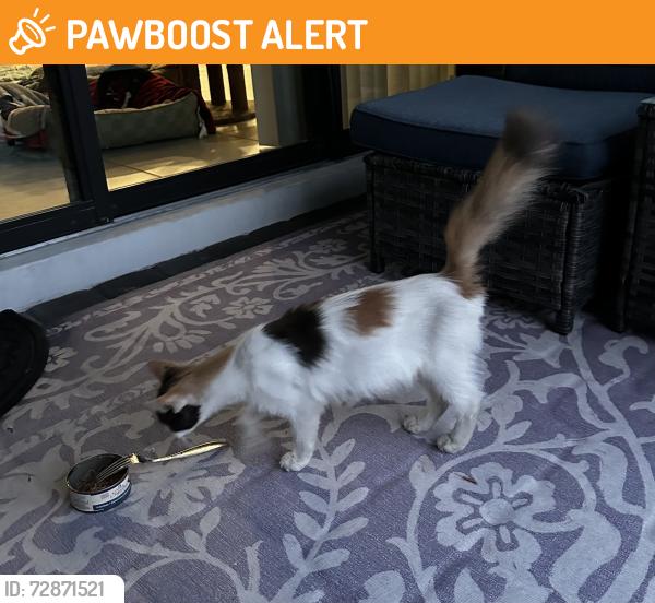 Found/Stray Female Cat last seen Toscano Isles Dev. Villamar Way. Bordering on Hypoluxo., Palm Beach County, FL 33463