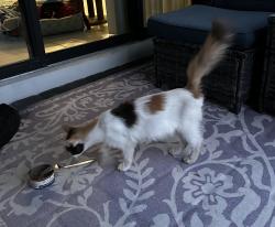 Found/Stray Female Cat last seen Toscano Isles Dev. Villamar Way. Bordering on Hypoluxo., Palm Beach County, FL 33463