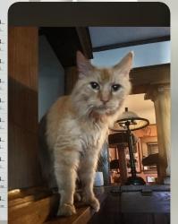 Lost Male Cat last seen So 27th and Duncan Street , Saint Joseph, MO 64507