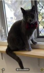 Lost Male Cat last seen Halcyon Stockland Over 50's retirement Eagleby, Eagleby Rd., Eagleby, QLD 4207