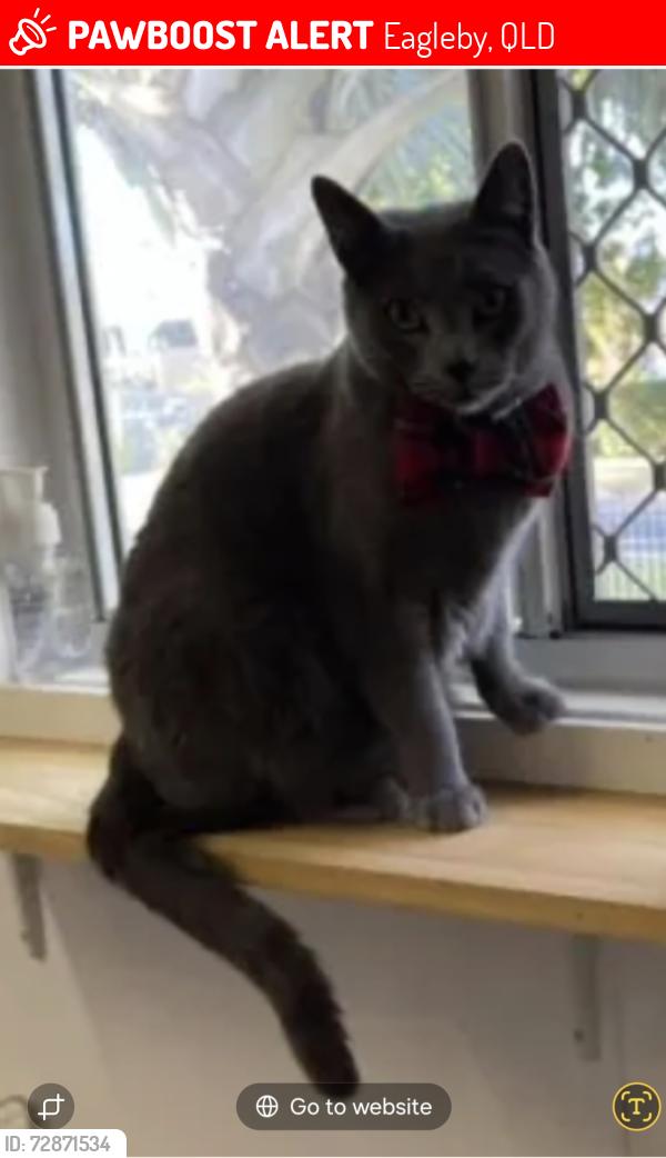 Lost Male Cat last seen Halcyon Stockland Over 50's retirement Eagleby, Eagleby Rd., Eagleby, QLD 4207