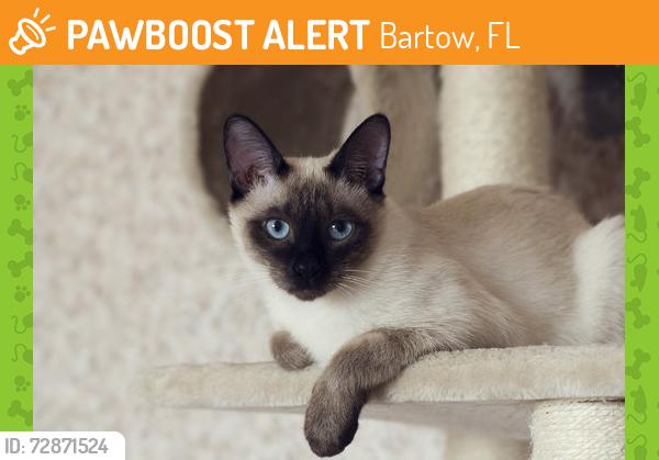 Found/Stray Unknown Cat last seen Hampton Inn Bartow, Bartow, FL 33830