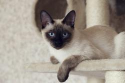 Found/Stray Unknown Cat last seen Hampton Inn Bartow, Bartow, FL 33830