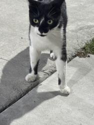 Found/Stray Unknown Cat last seen Pooler rec tennis courts , Pooler, GA 31322