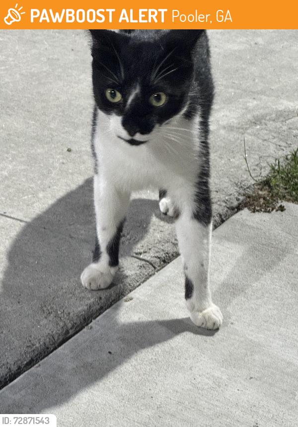 Found/Stray Unknown Cat last seen Pooler rec tennis courts , Pooler, GA 31322