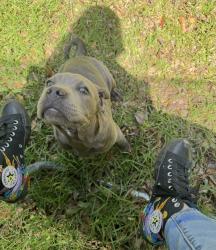 Lost Female Dog last seen Parkertown and Riggs, Hubert, NC 28539
