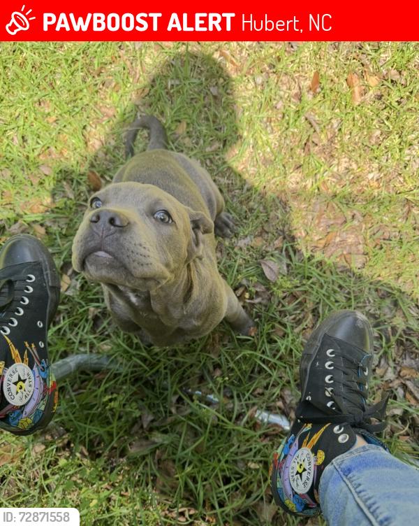 Lost Female Dog last seen Parkertown and Riggs, Hubert, NC 28539