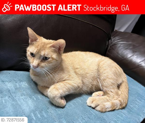 Lost Female Cat last seen McKenzie Ave and 138, Stockbridge, GA 30281