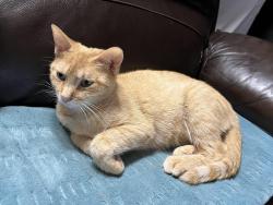 Lost Female Cat last seen McKenzie Ave and 138, Stockbridge, GA 30281