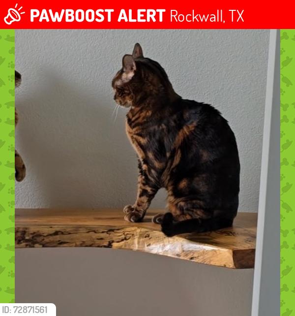Lost Male Cat last seen Near Breezy Hill pool and Calm Crest Drive, Rockwall, TX 75087