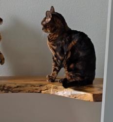 Lost Male Cat last seen Near Breezy Hill pool and Calm Crest Drive, Rockwall, TX 75087