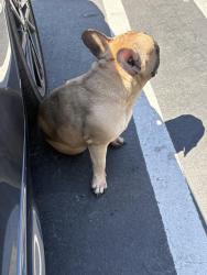 Found/Stray Female Dog last seen N Riverside Rialto , Rialto, CA 92376
