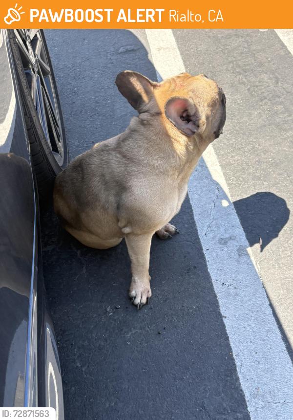 Found/Stray Female Dog last seen N Riverside Rialto , Rialto, CA 92376