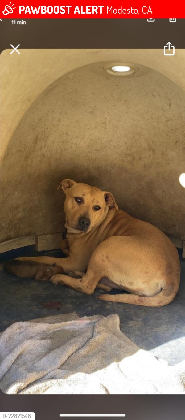Lost Female Dog last seen Chicago Ave / Vernon Ave, Modesto, CA 95351