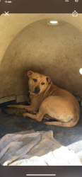 Lost Female Dog last seen Chicago Ave / Vernon Ave, Modesto, CA 95351