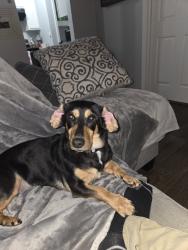 Lost Female Dog last seen Ensign Rd, Ennis, TX 75119